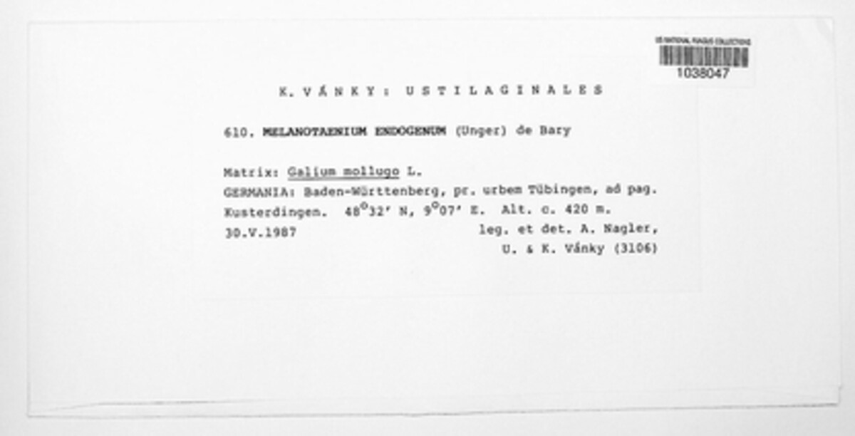 Melanotaenium image